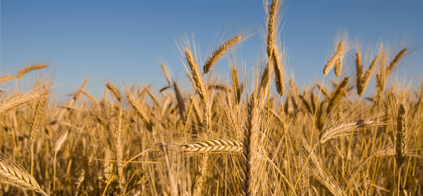 Agricultural field background
