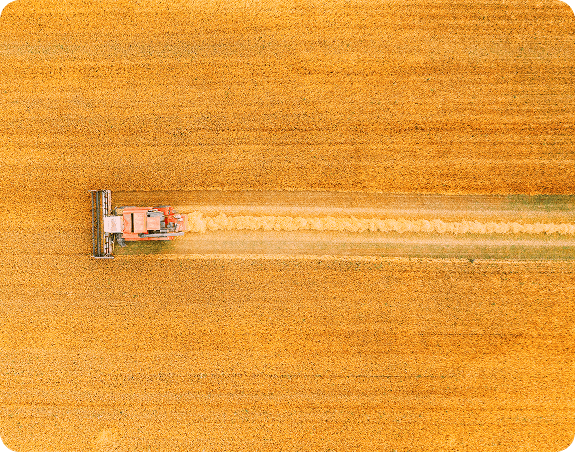 Wheat - Agricultural Commodity